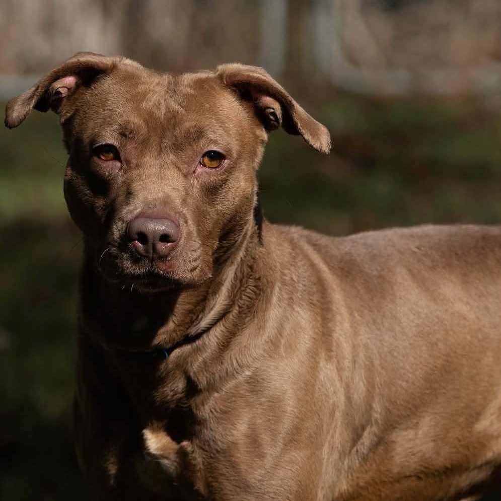 Enlarge Hershey, a Adoptable mixed breed in Ravenna, KY image 1/3