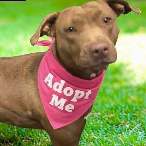 Enlarge Hershey, a Adoptable mixed breed in Ravenna, KY image 3/3