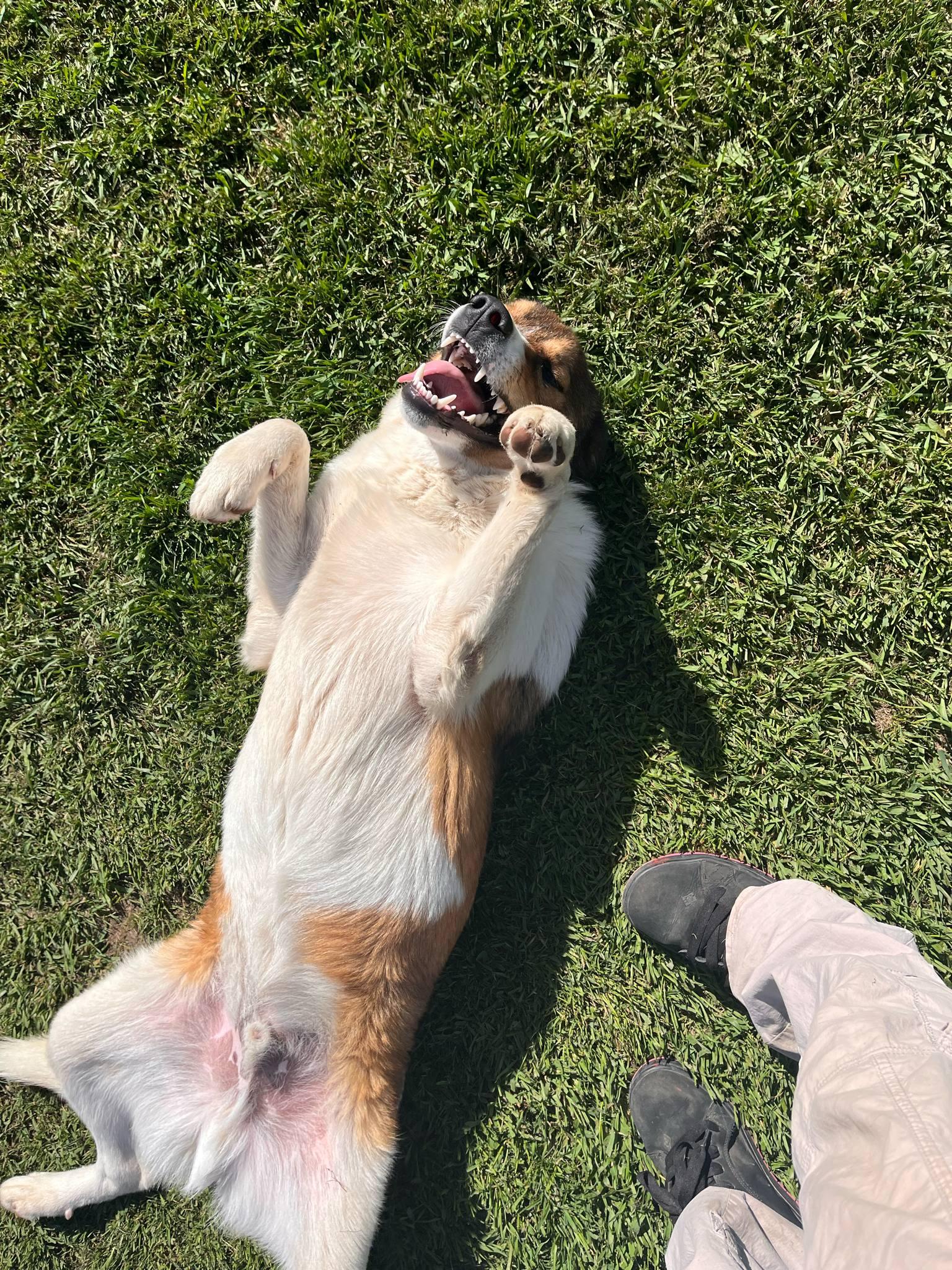 Churro, an adoptable Australian Shepherd in Lacombe, AB, T4L 1X3 | Photo Image 2