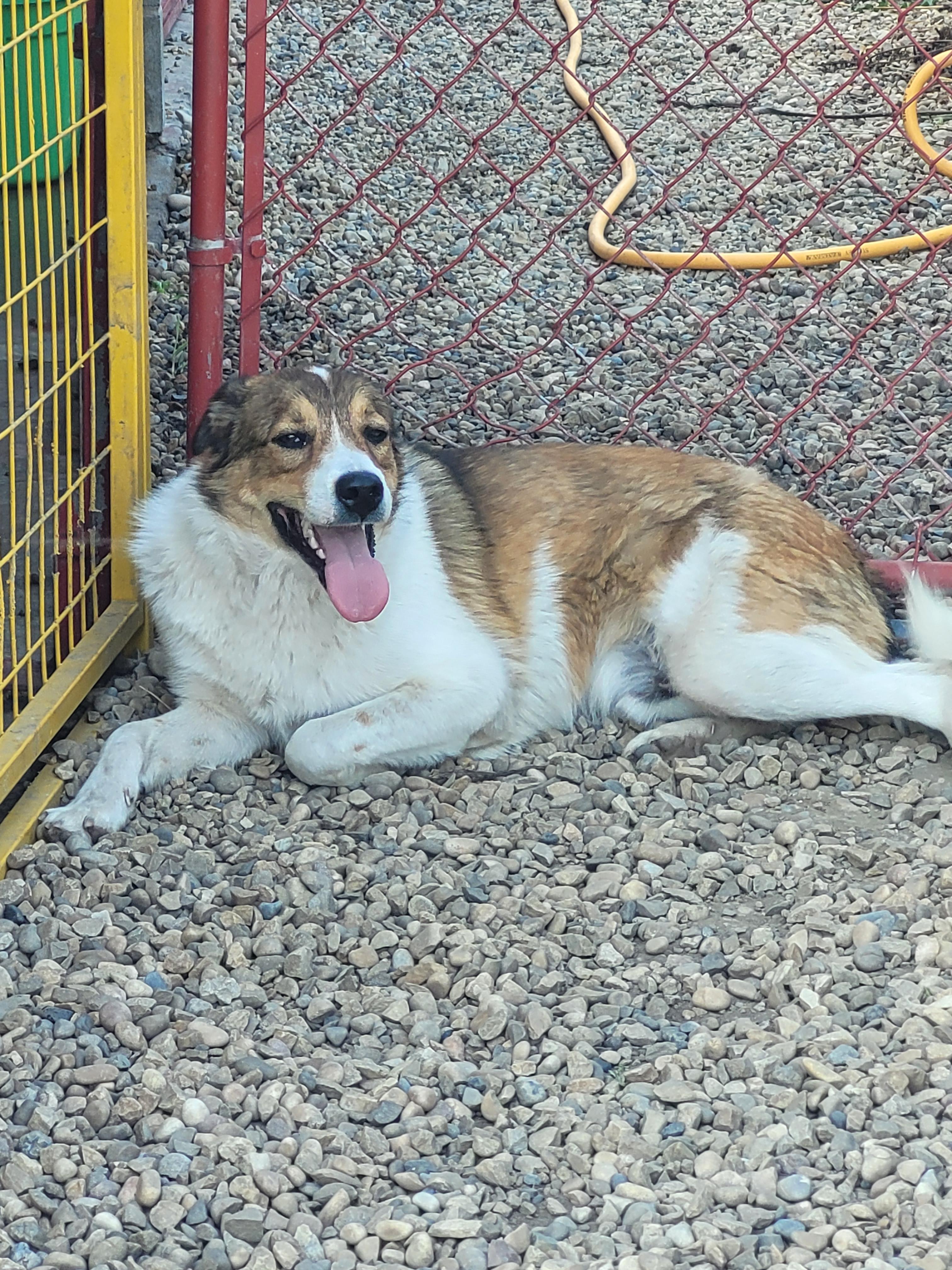 Churro, an adoptable Australian Shepherd in Lacombe, AB, T4L 1X3 | Photo Image 5