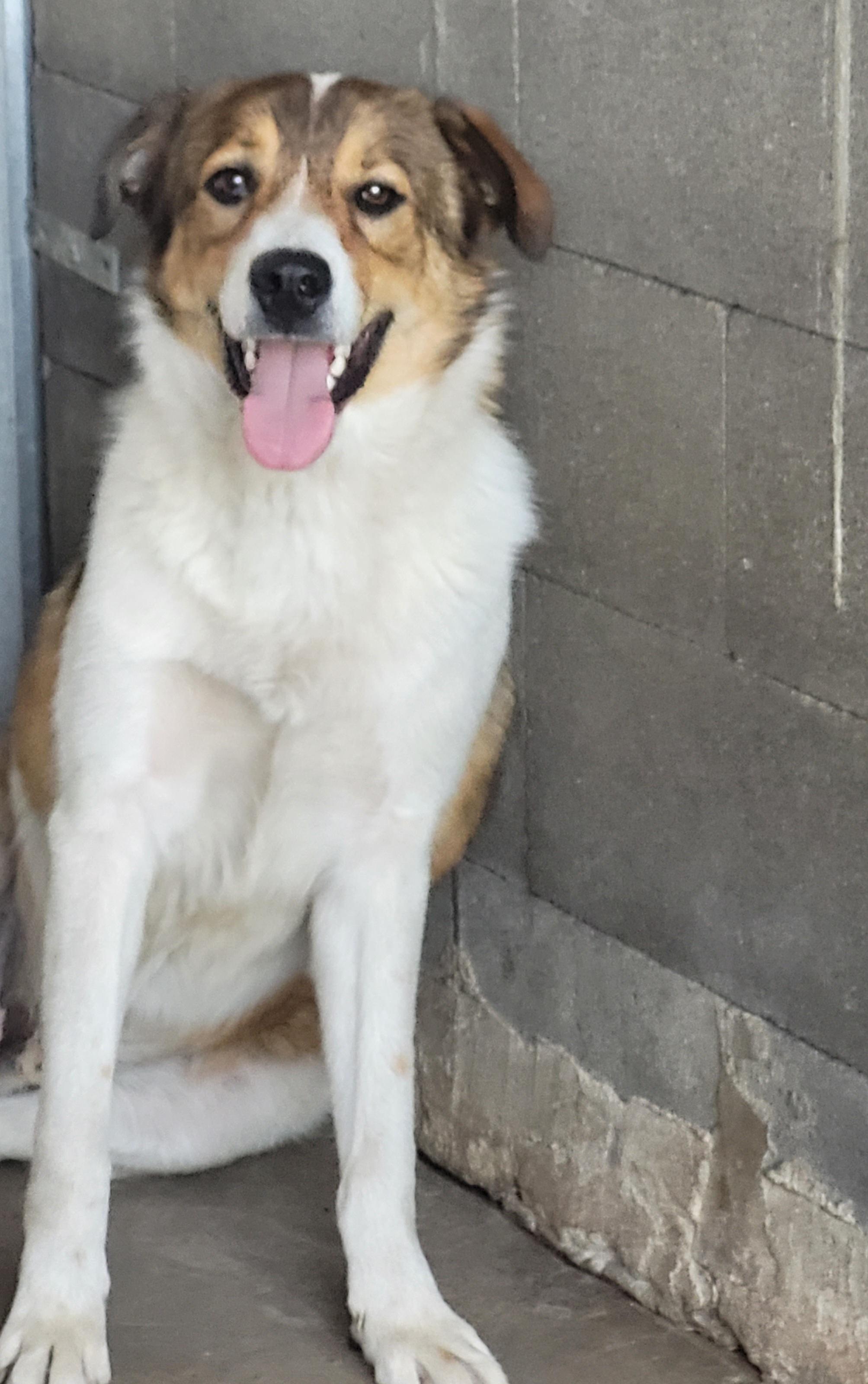 Churro, an adoptable Australian Shepherd in Lacombe, AB, T4L 1X3 | Photo Image 6