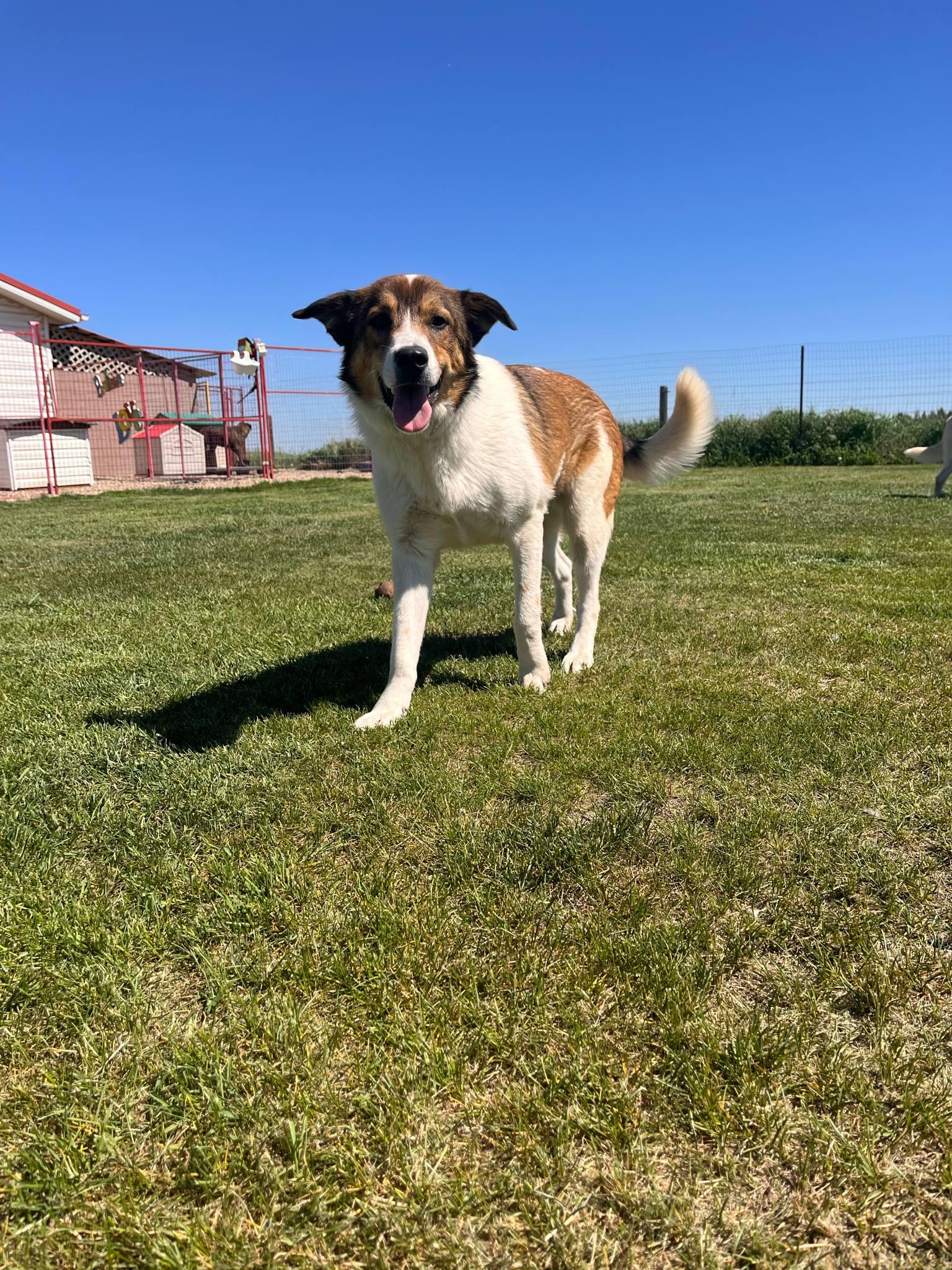 Churro, Young Male Australian Shepherd