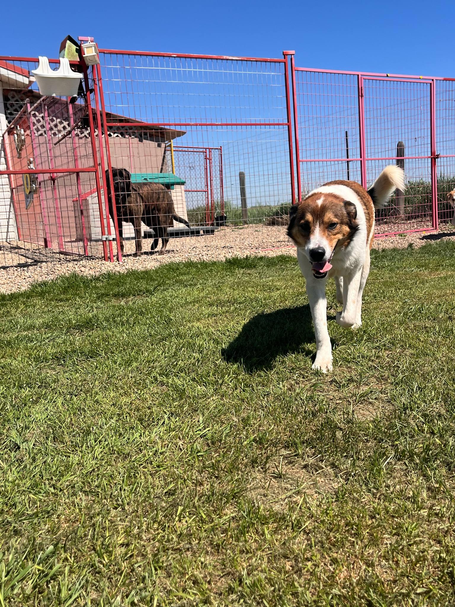 Churro, an adoptable Australian Shepherd in Lacombe, AB, T4L 1X3 | Photo Image 3
