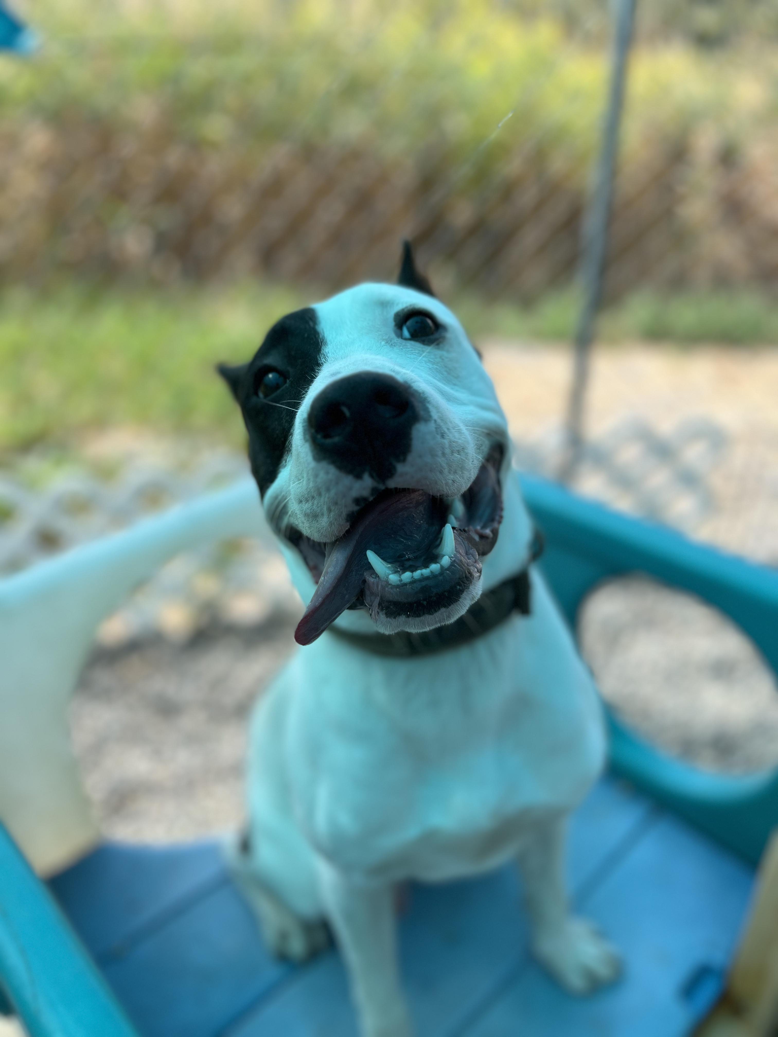 Enlarge Dudley, a Adopted mixed breed in Elmira, NY image 1/2