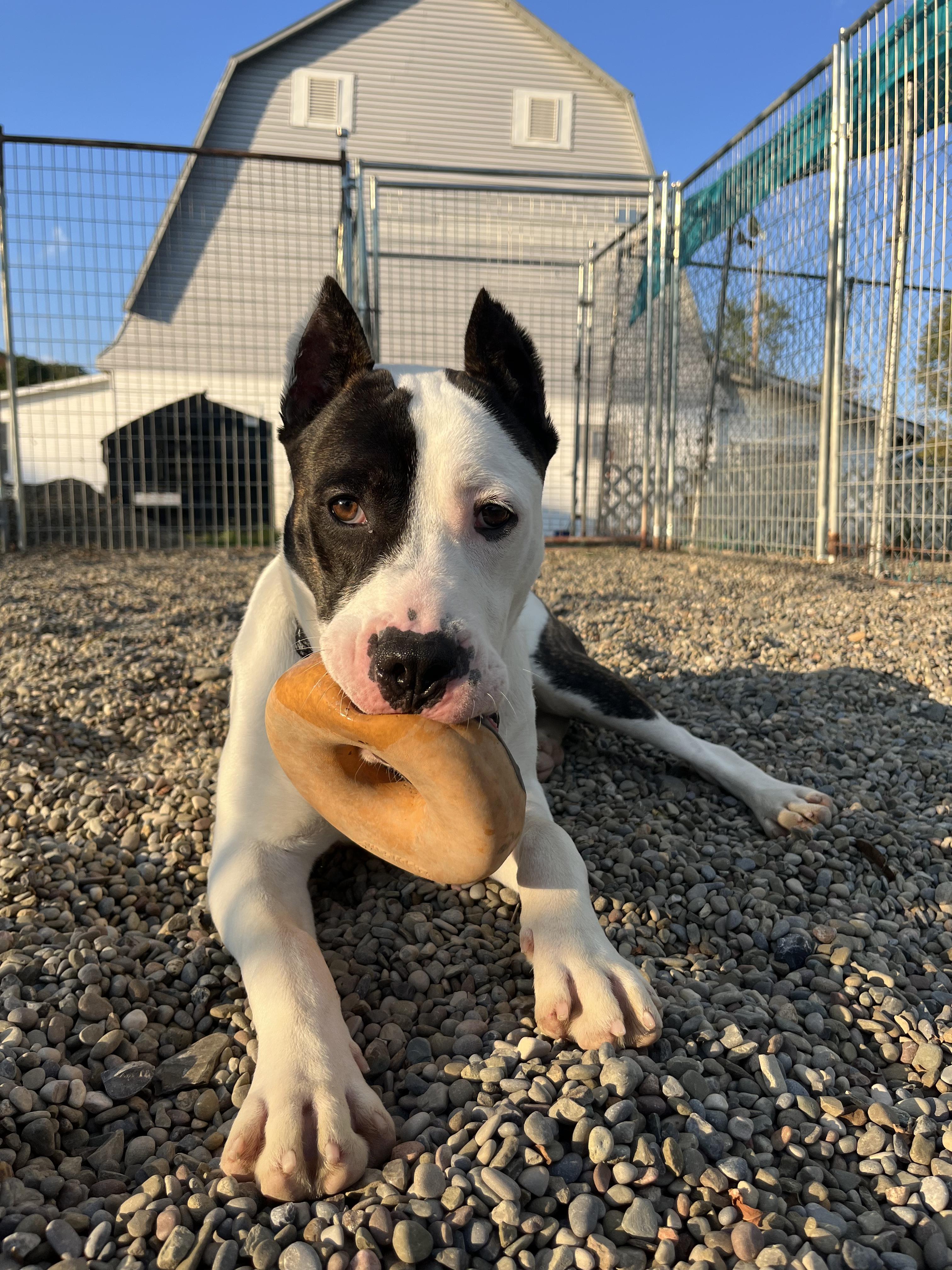 Enlarge Dudley, a Adopted mixed breed in Elmira, NY image 2/2