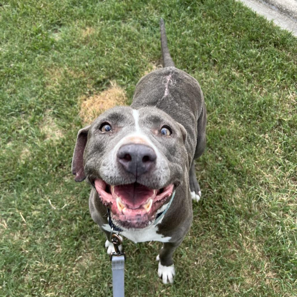 Gracie, Adoptable, Senior Female Mixed Breed.