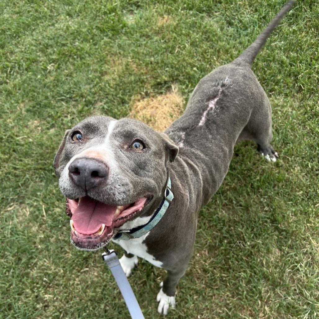 Gracie, a Adoptable Mixed Breed in Jacksonville, FL image 2/4