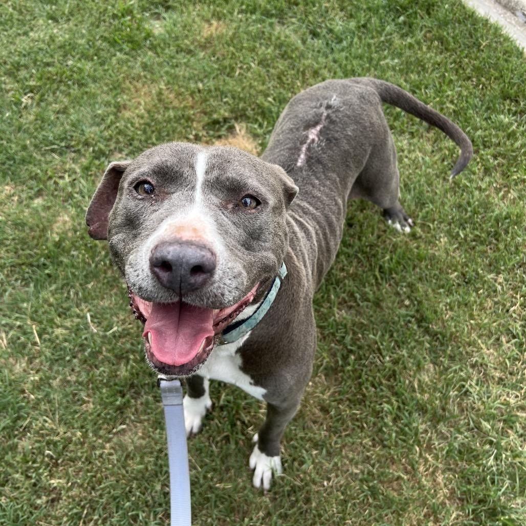 Gracie, a Adoptable Mixed Breed in Jacksonville, FL image 3/4