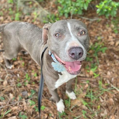Gracie, a Adoptable Mixed Breed in Jacksonville, FL image 4/4
