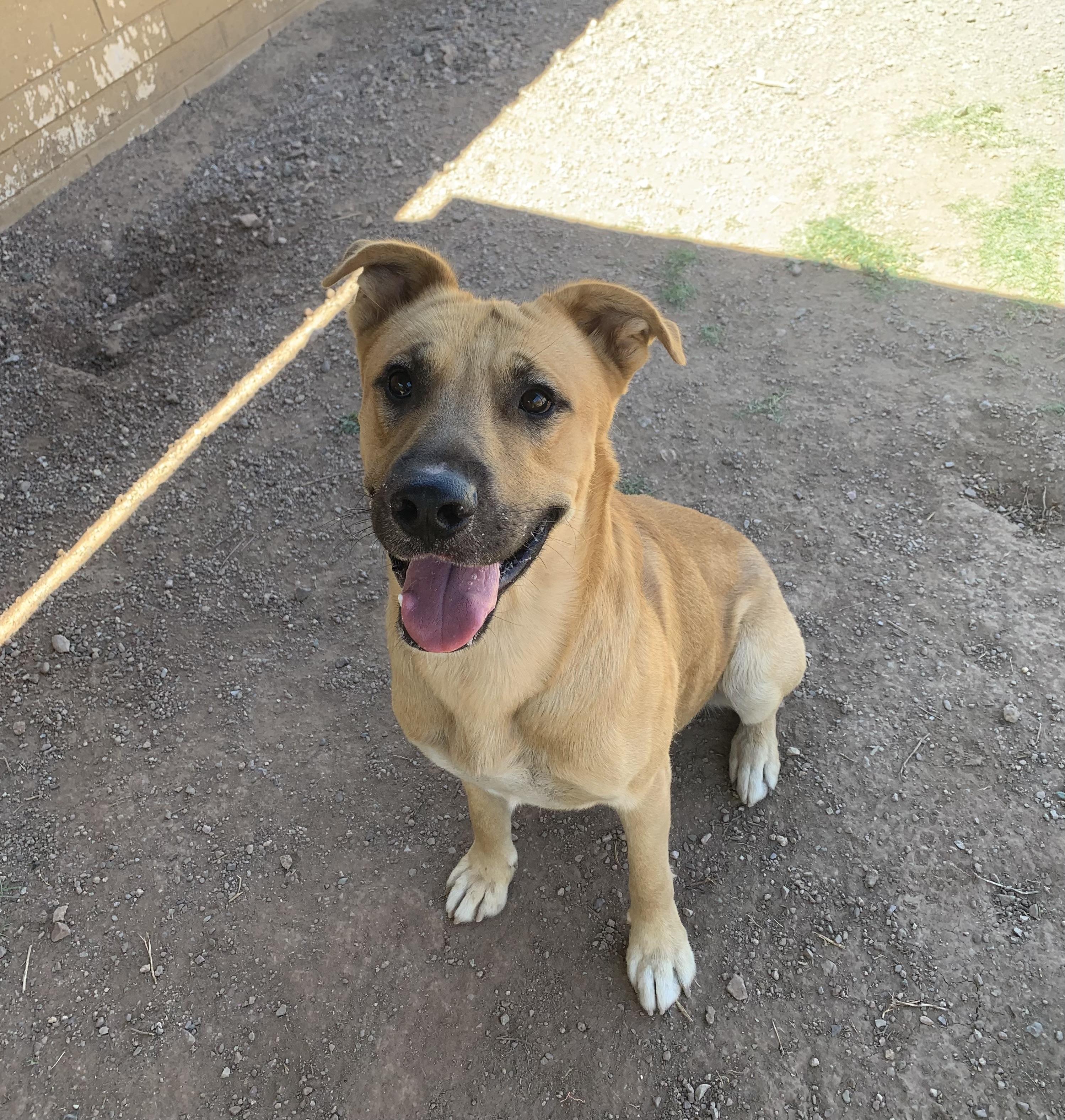Chuy, ADOPTABLE, Adult Male Labrador Retriever & German Shepherd Dog.
