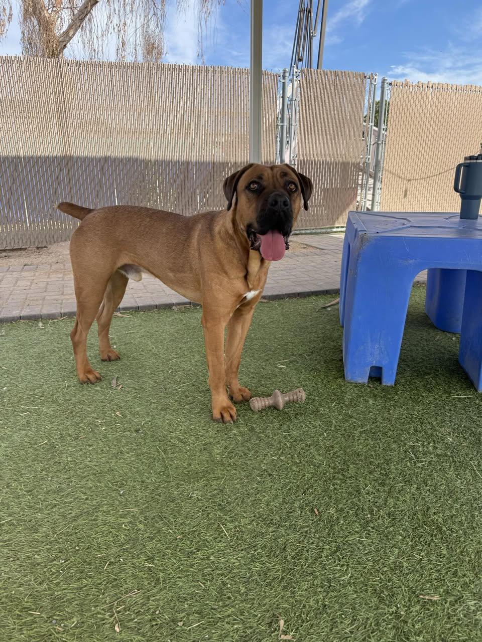 Enlarge Carlos, a Adoptable Mastiff in Glendale, AZ image 1/3