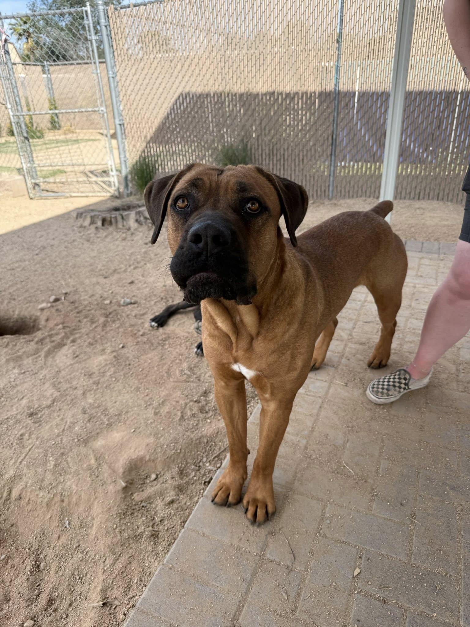 Enlarge Carlos, a Adoptable Mastiff in Glendale, AZ image 2/3