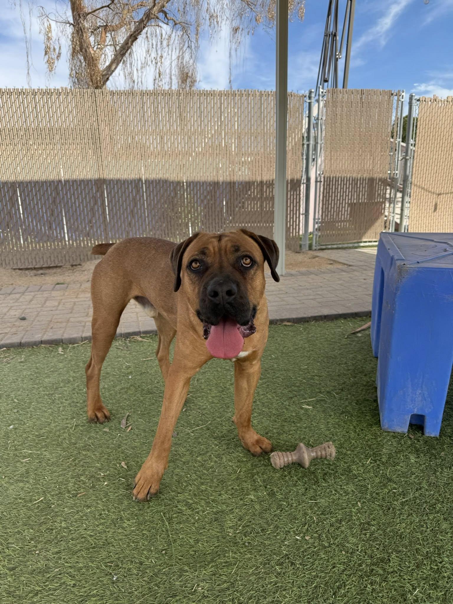 Enlarge Carlos, a Adoptable Mastiff in Glendale, AZ image 3/3