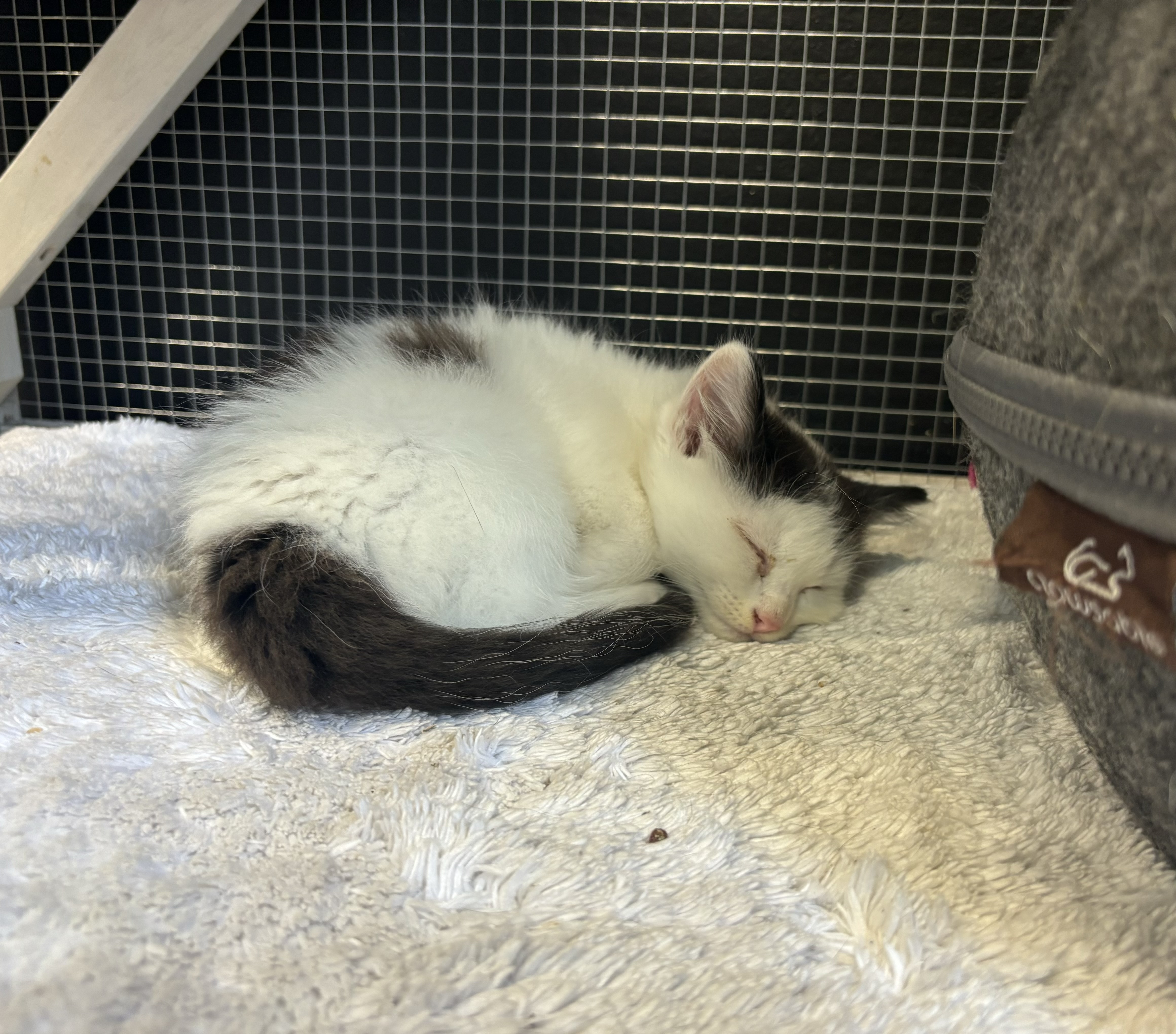 Fluffy, Adopted, Kitten Female Domestic Medium Hair.