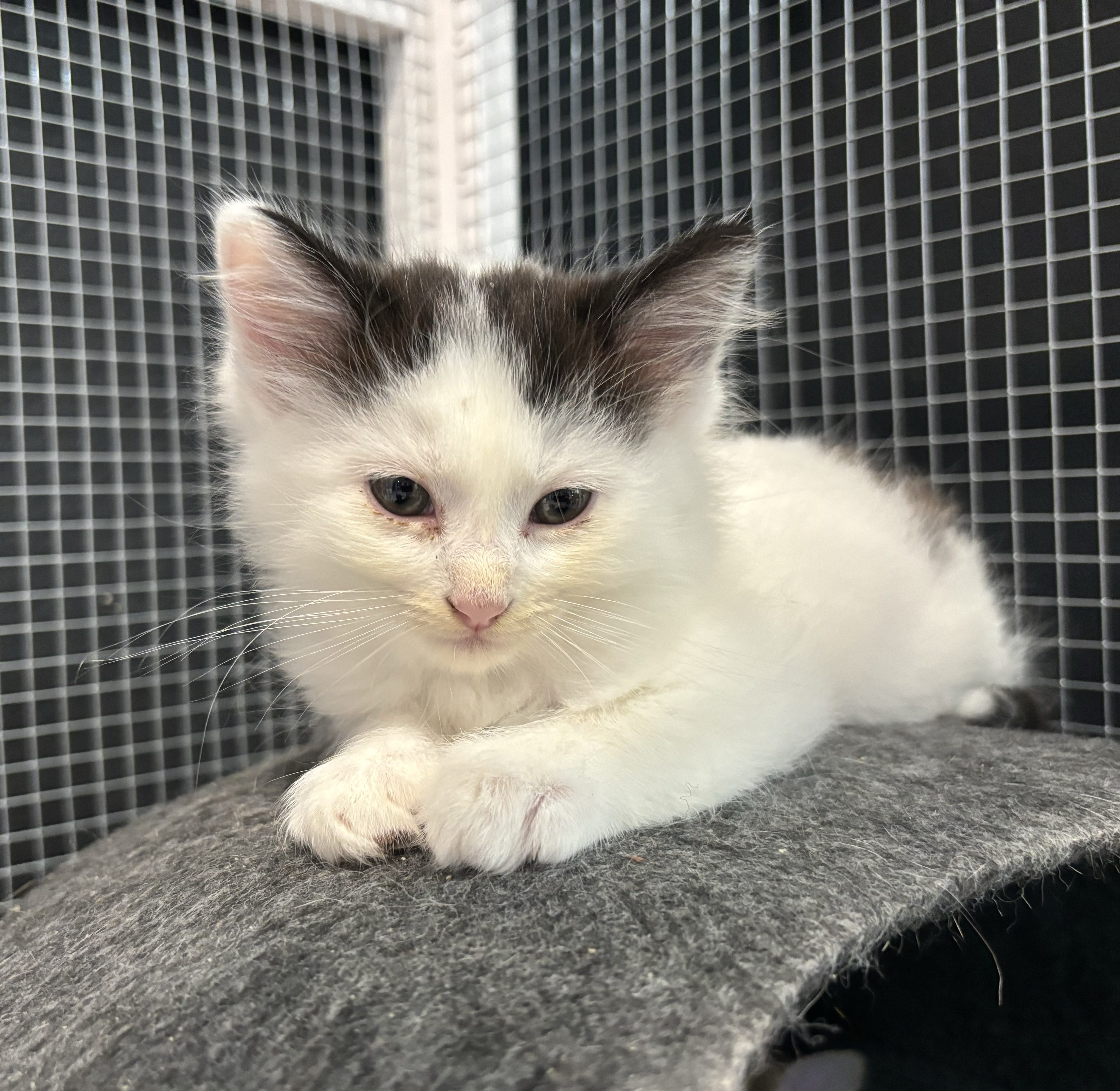 Fluffy, a Adopted Domestic Medium Hair in Melbourne, AR image 2/6