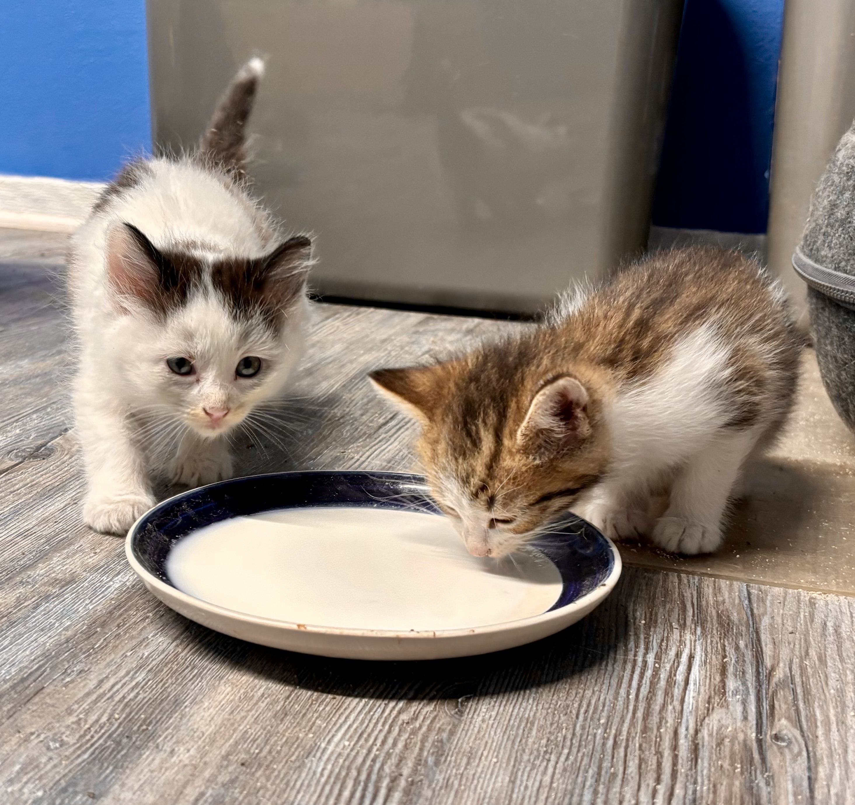 Fluffy, a Adopted Domestic Medium Hair in Melbourne, AR image 3/6