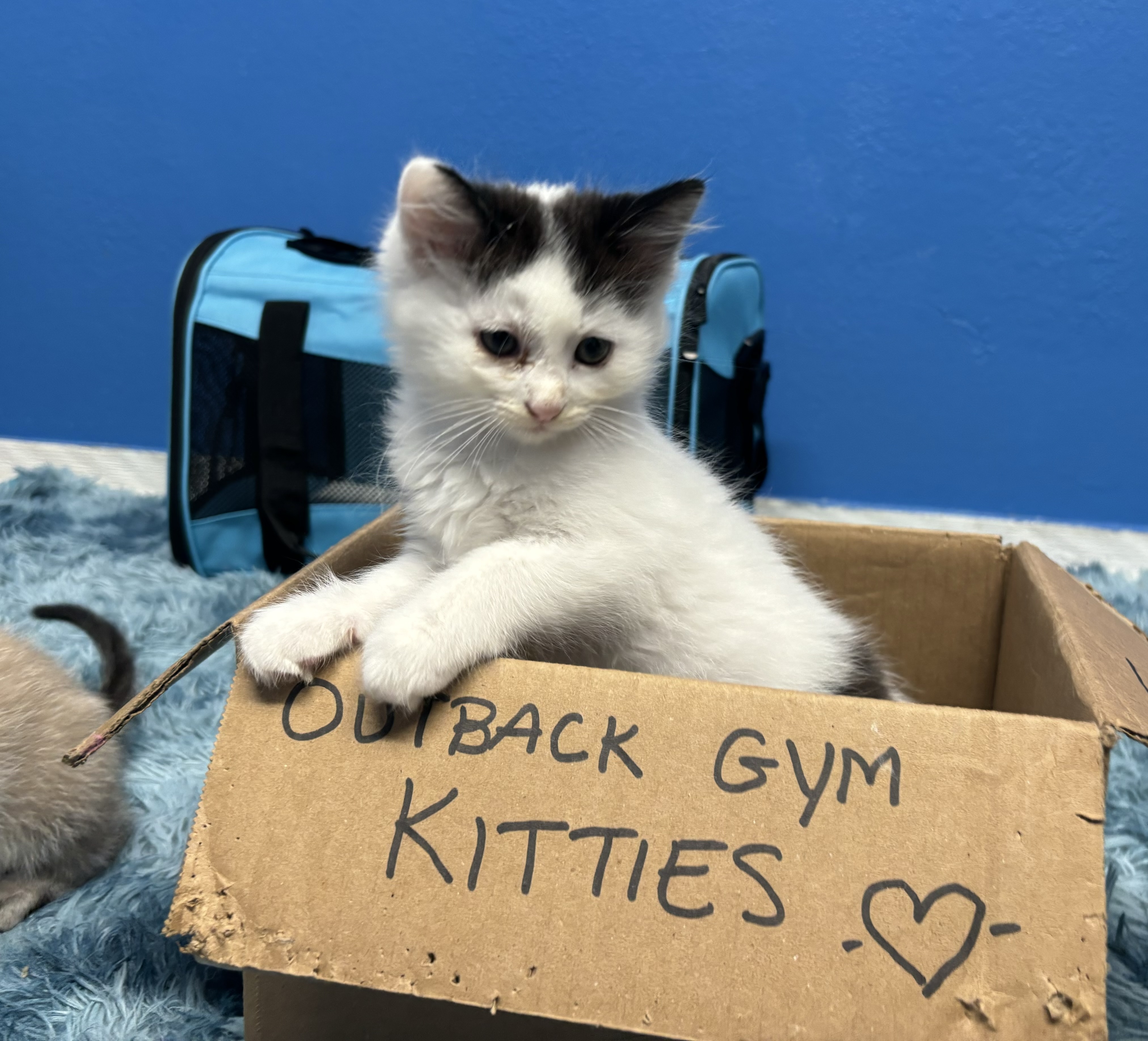 Fluffy, a Adopted Domestic Medium Hair in Melbourne, AR image 4/6