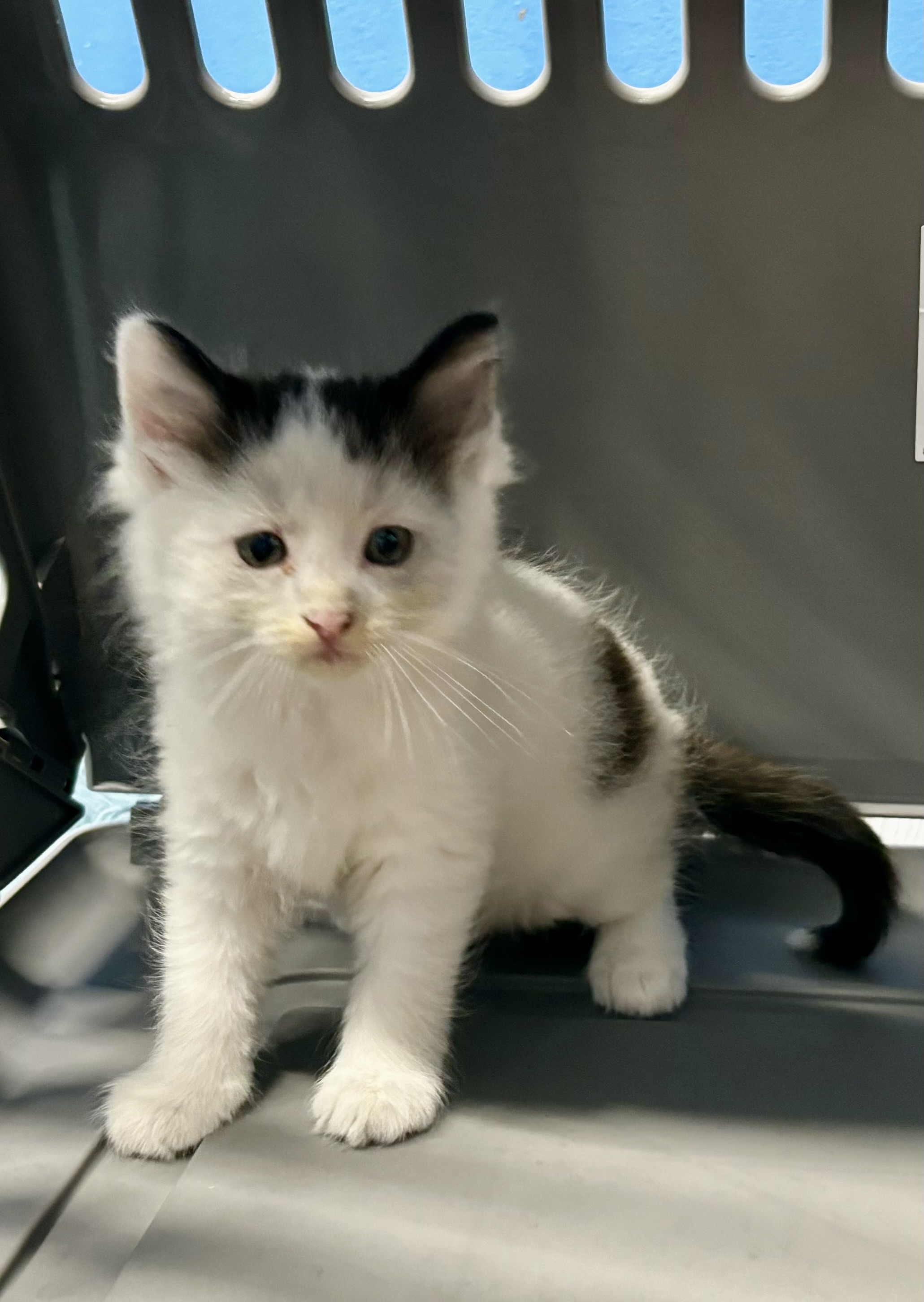 Fluffy, a Adopted Domestic Medium Hair in Melbourne, AR image 5/6