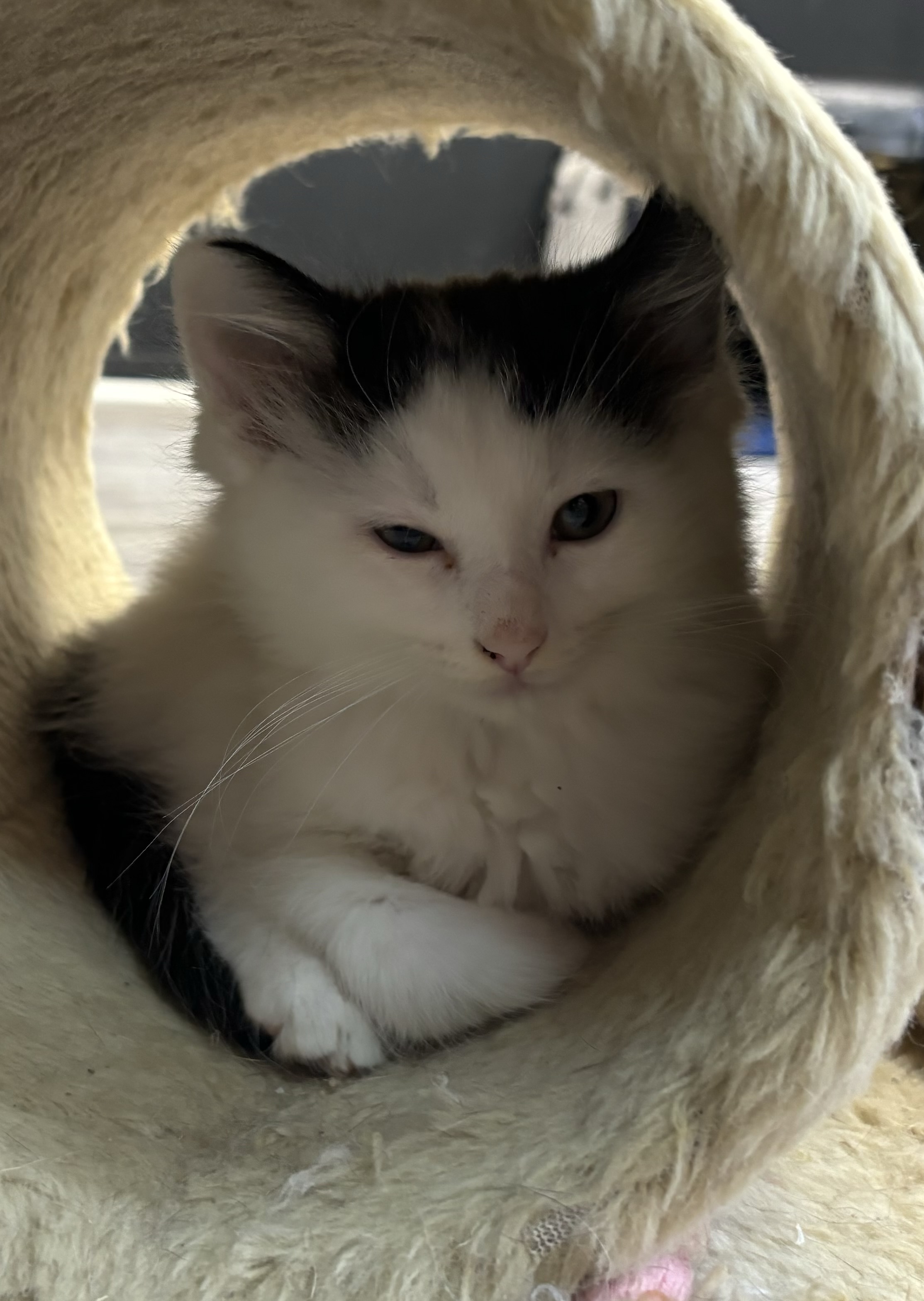 Fluffy, a Adopted Domestic Medium Hair in Melbourne, AR image 6/6