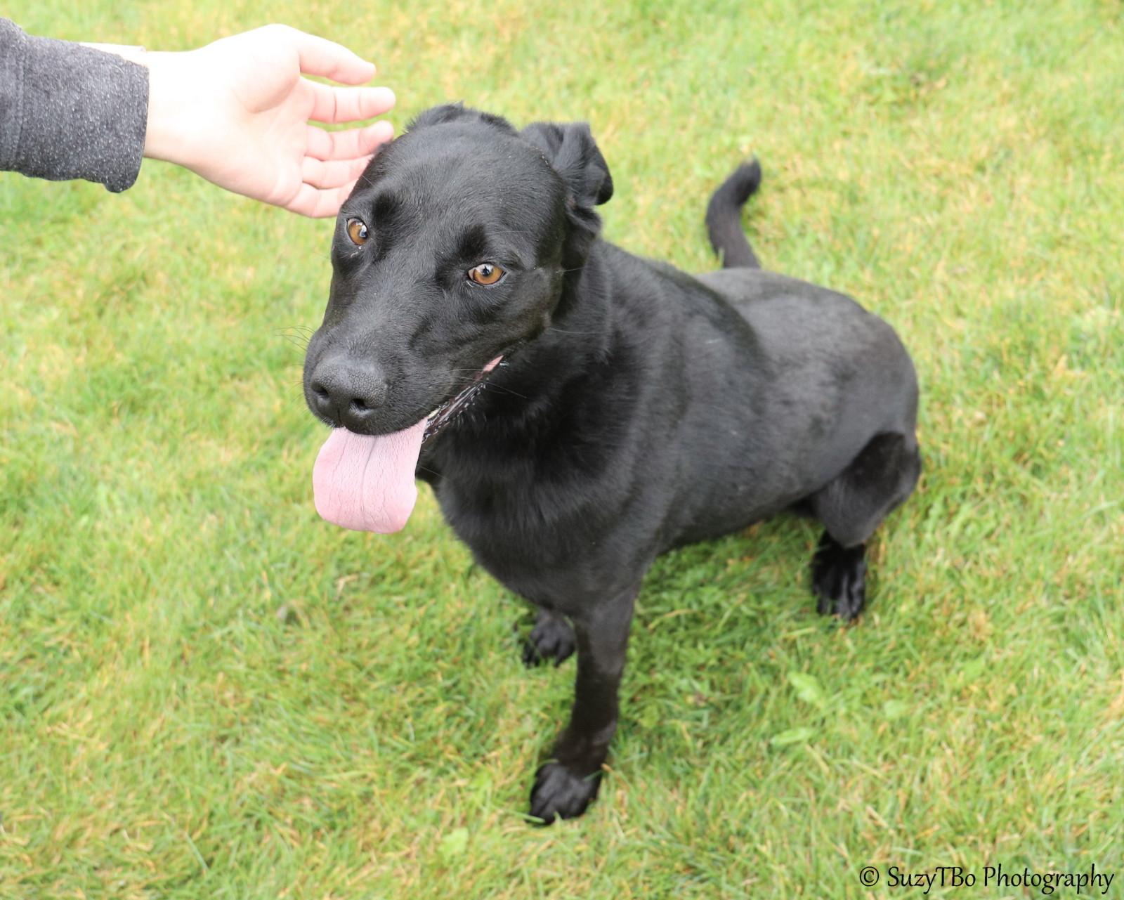 Enlarge Sadie, a Adoptable mixed breed in Montrose, CO image 3/6