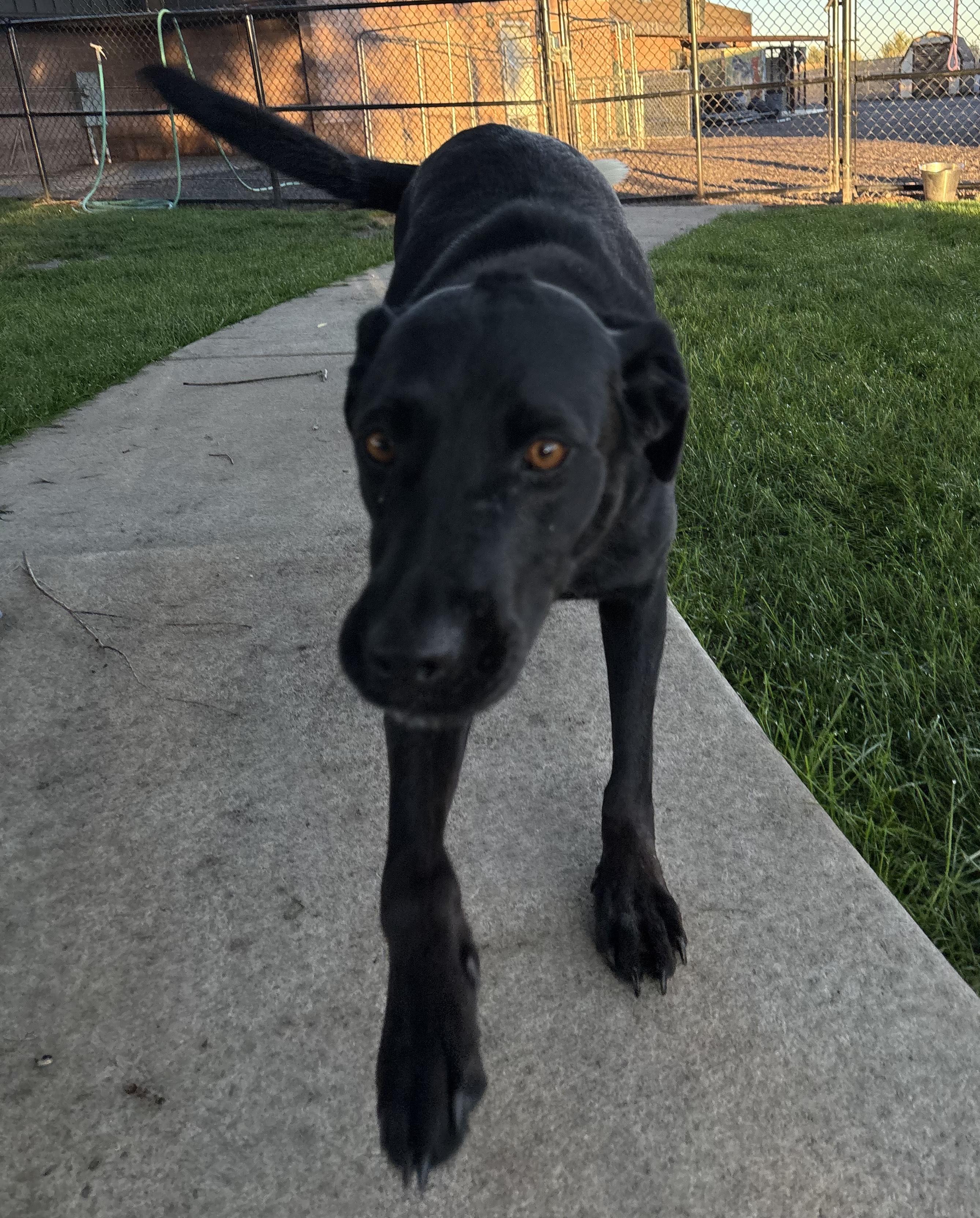 Enlarge Sadie, a Adoptable mixed breed in Montrose, CO image 5/6