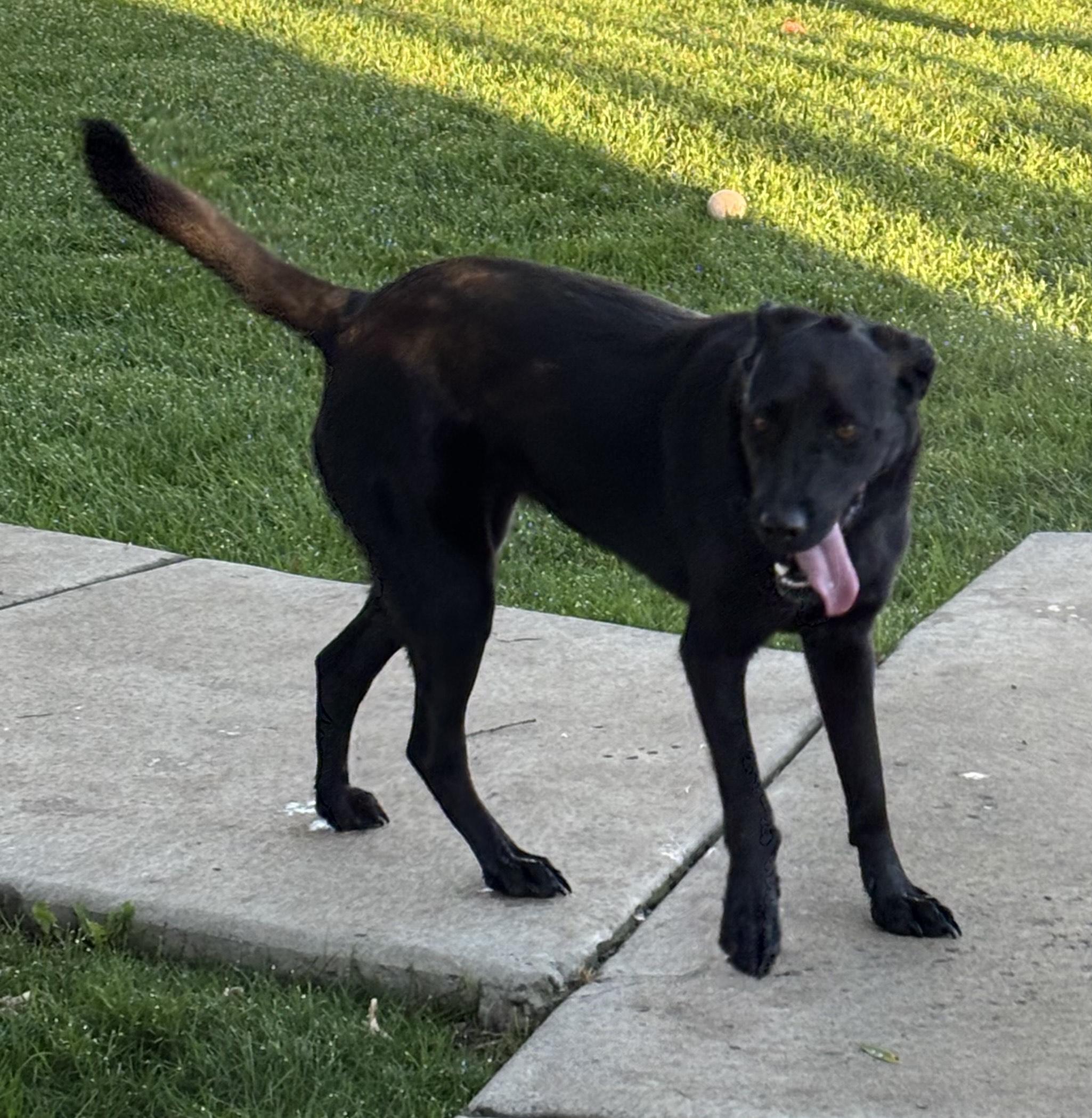 Enlarge Sadie, a Adoptable mixed breed in Montrose, CO image 6/6