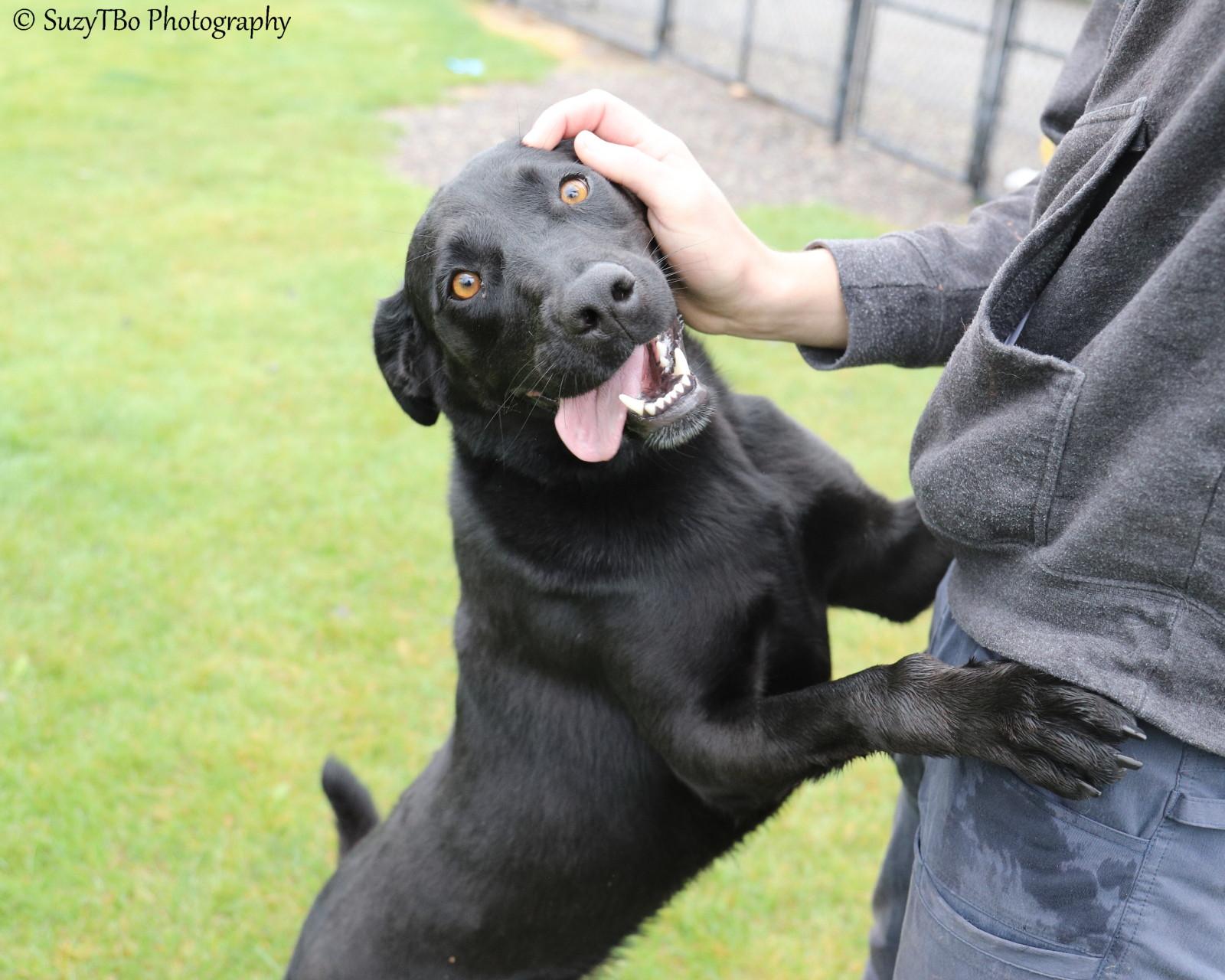 Enlarge Sadie, a Adoptable mixed breed in Montrose, CO image 2/6