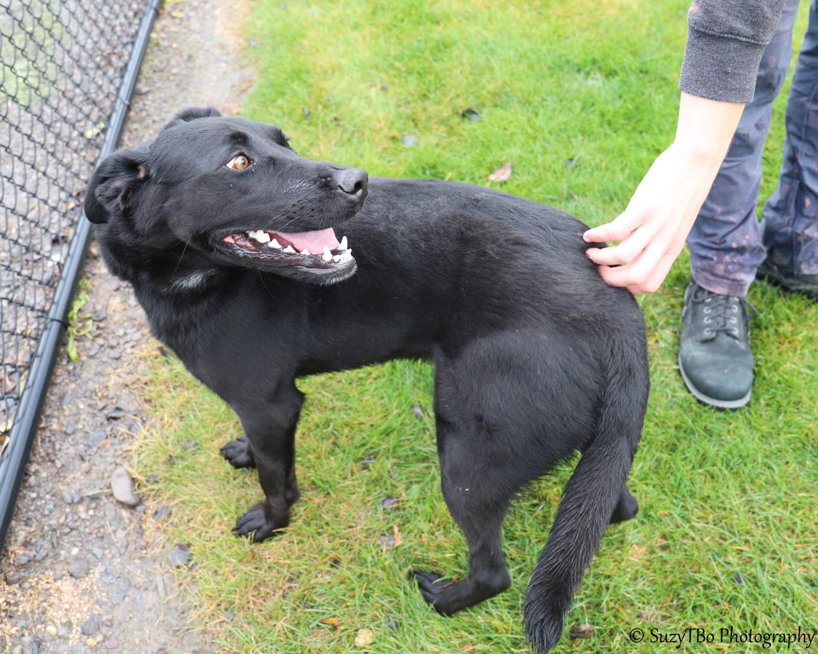 Sadie, Adoptable, Adult Female Black Labrador Retriever.