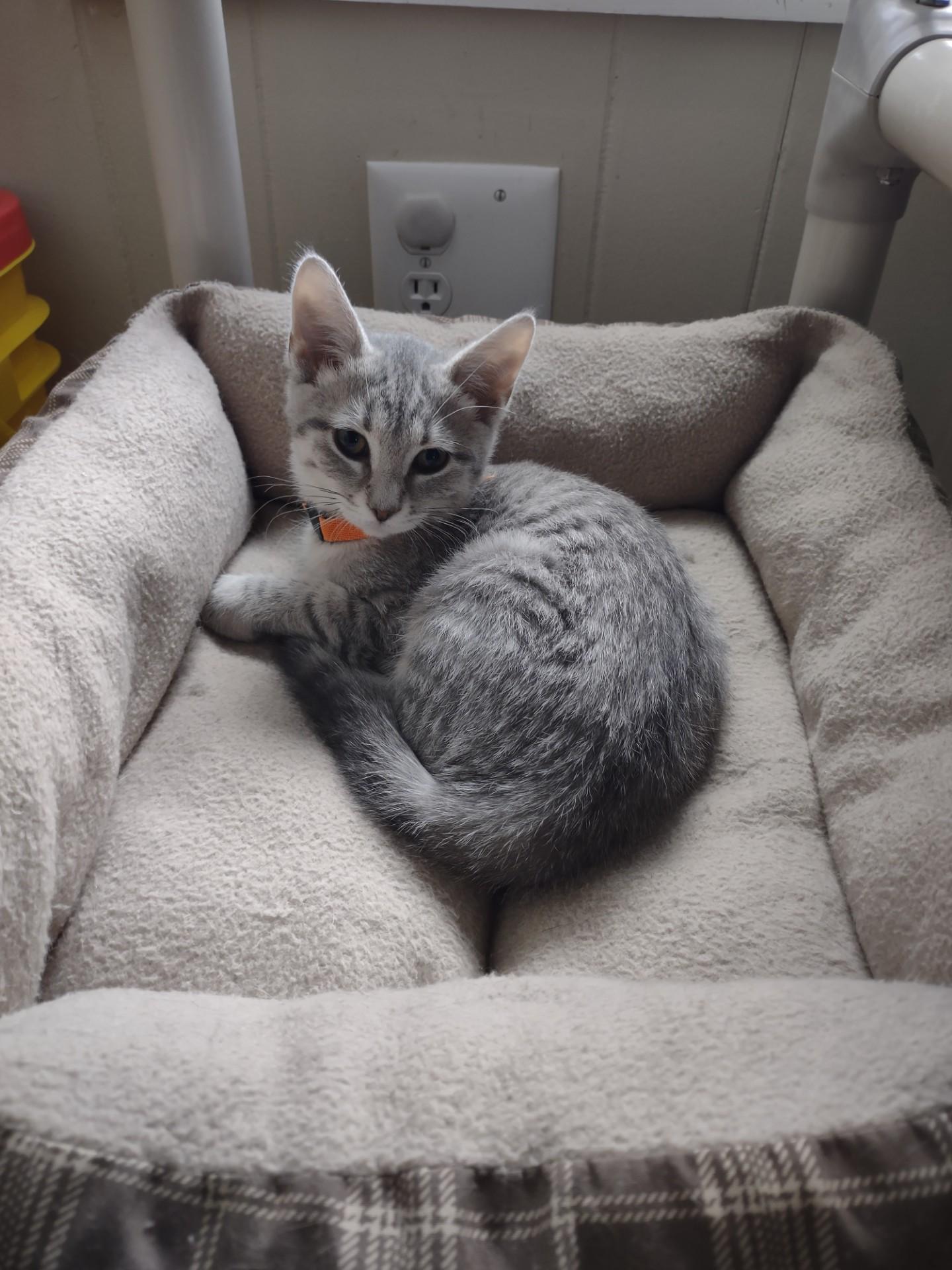 Enlarge Poppy, an adopted mixed breed in Montour Falls, NY image 5/5