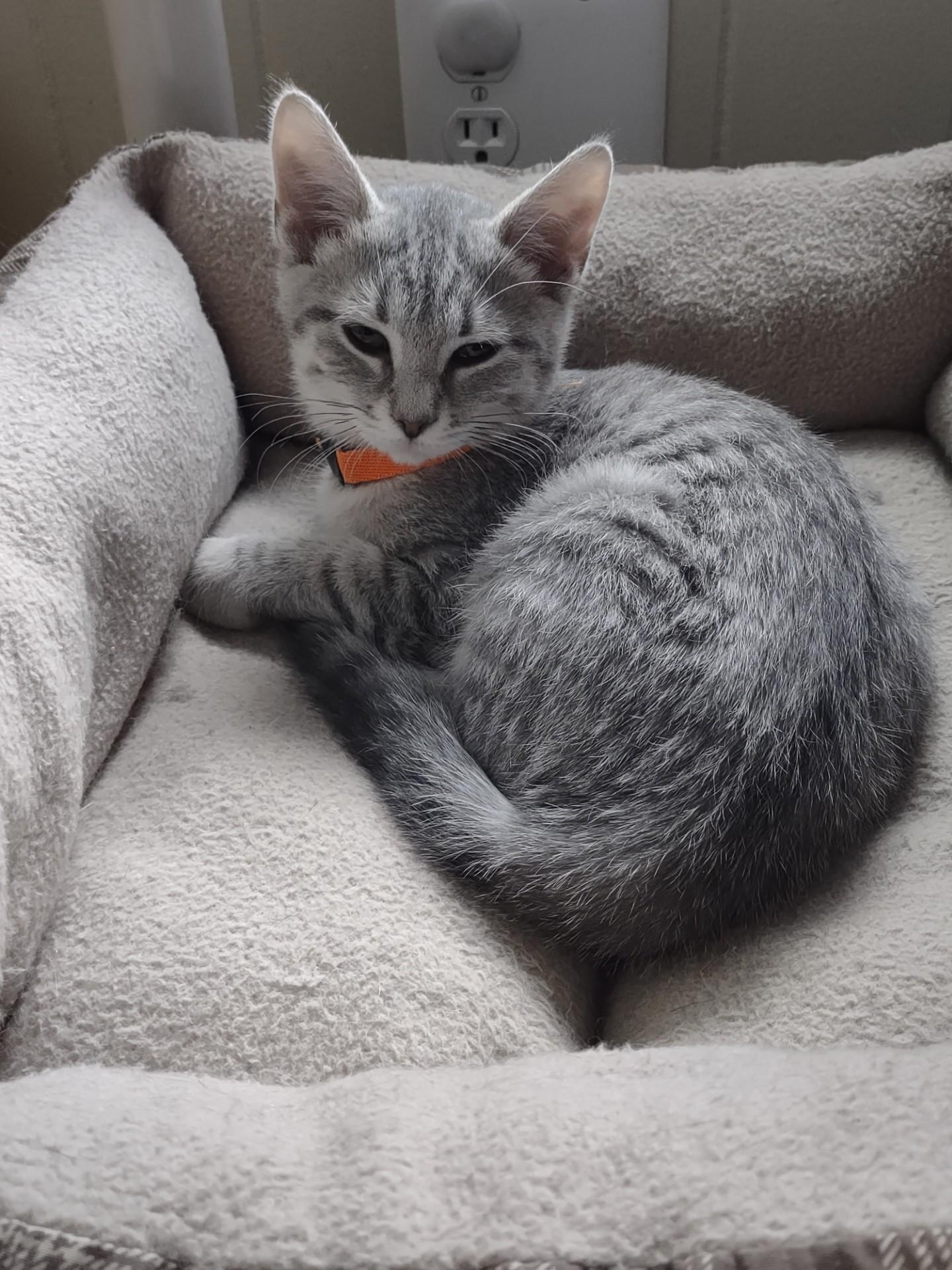 Enlarge Poppy, an adopted mixed breed in Montour Falls, NY image 2/5