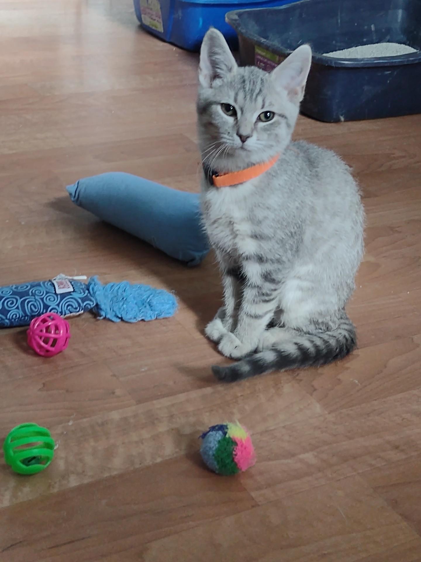 Enlarge Poppy, an adopted mixed breed in Montour Falls, NY image 3/5