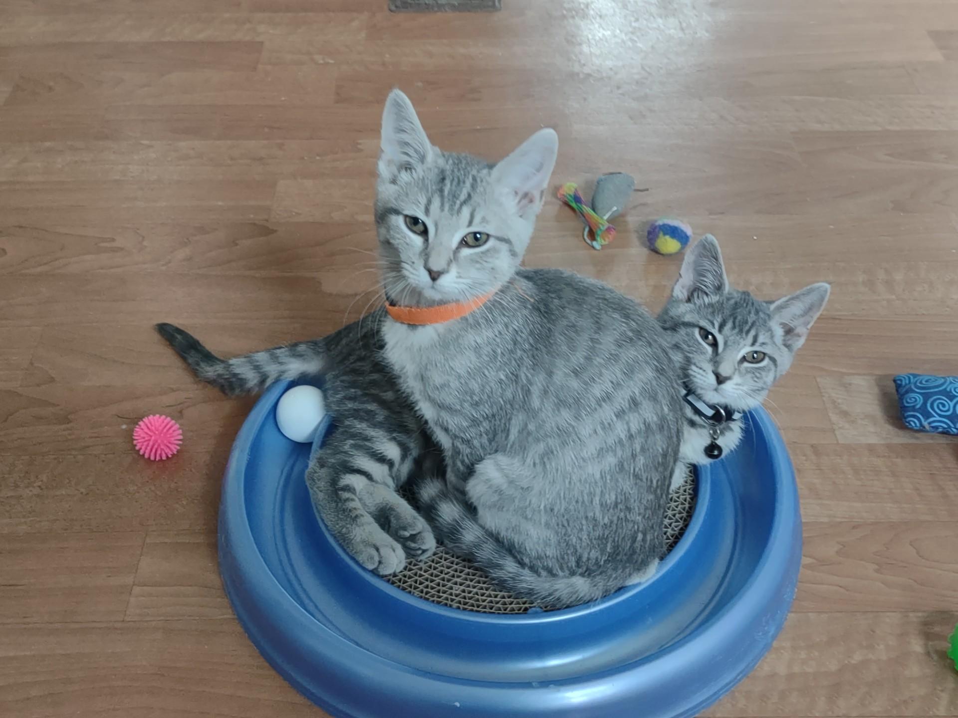 Enlarge Poppy, an adopted mixed breed in Montour Falls, NY image 4/5