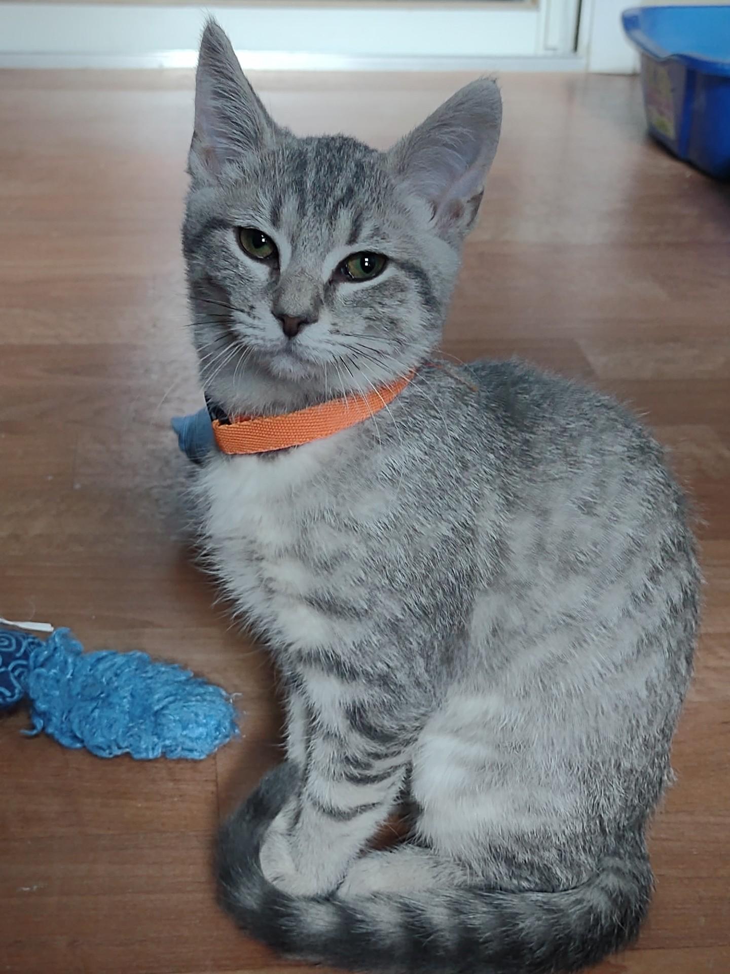 Poppy, adopted, Kitten Female Tabby & Domestic Short Hair.