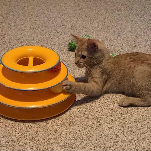 Pumpkin, Adopted, Kitten Male Domestic Short Hair.