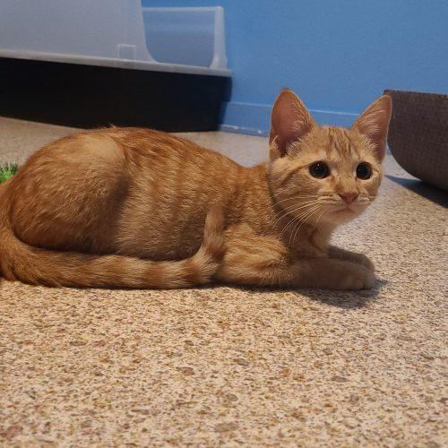 Enlarge Pumpkin, a Adopted Domestic Short Hair in Elizabeth, IL image 2/6