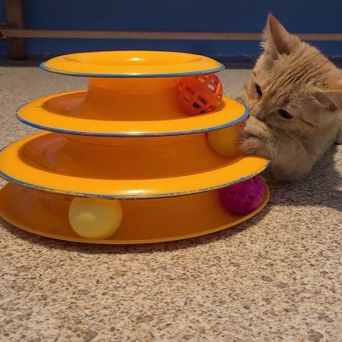 Enlarge Pumpkin, a Adopted Domestic Short Hair in Elizabeth, IL image 3/6