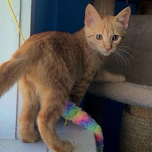 Enlarge Pumpkin, a Adopted Domestic Short Hair in Elizabeth, IL image 4/6