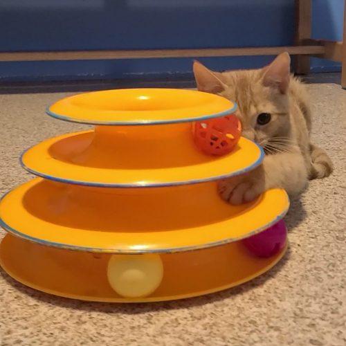 Enlarge Pumpkin, a Adopted Domestic Short Hair in Elizabeth, IL image 5/6