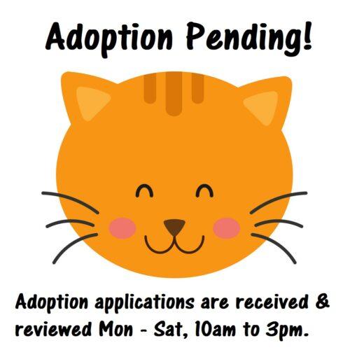 Enlarge Pumpkin, a Adopted Domestic Short Hair in Elizabeth, IL image 6/6