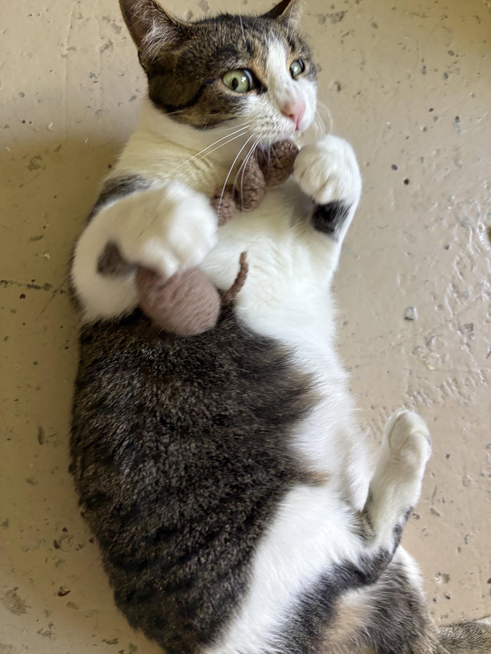 Lily Ann, Adoptable, Adult Female Tabby.