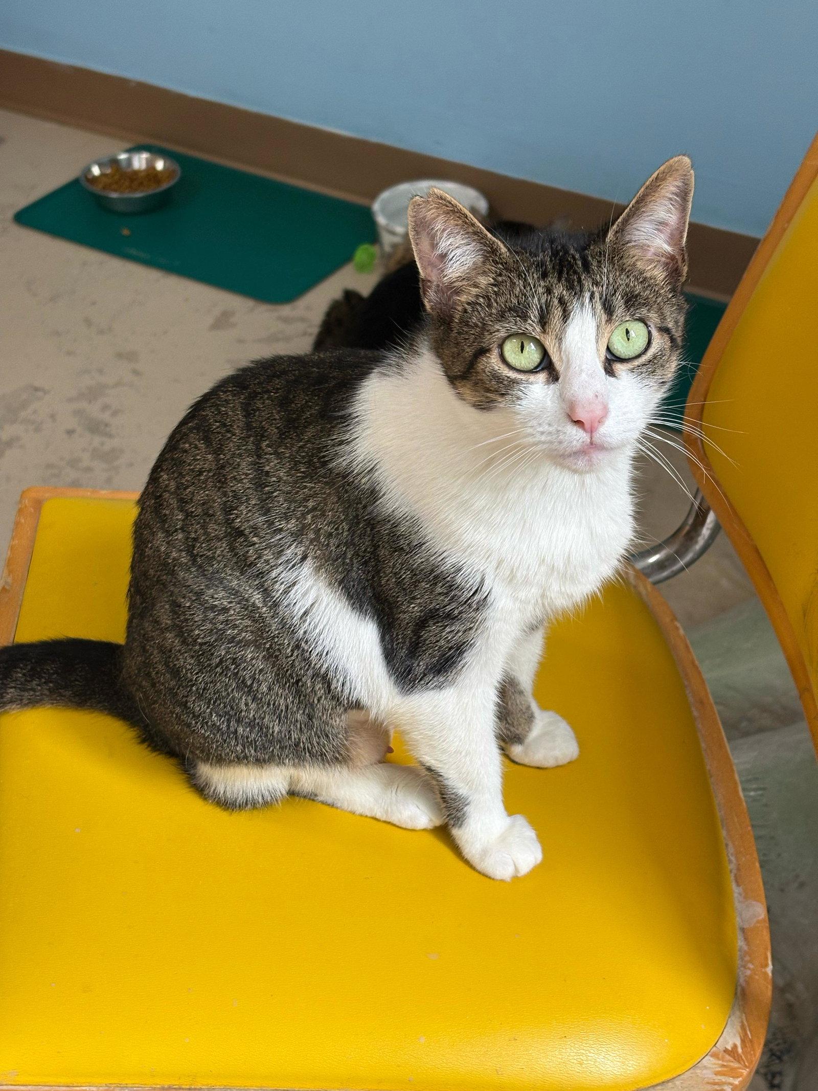 Lily Ann, Adoptable, Adult Female Tabby.