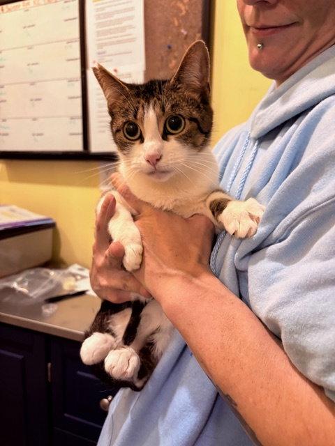 Enlarge Lily Ann, a Adoptable Tabby in Flint Hill, VA image 2/2