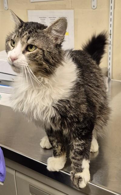 GATO, Adoptable, Young Male Maine Coon.