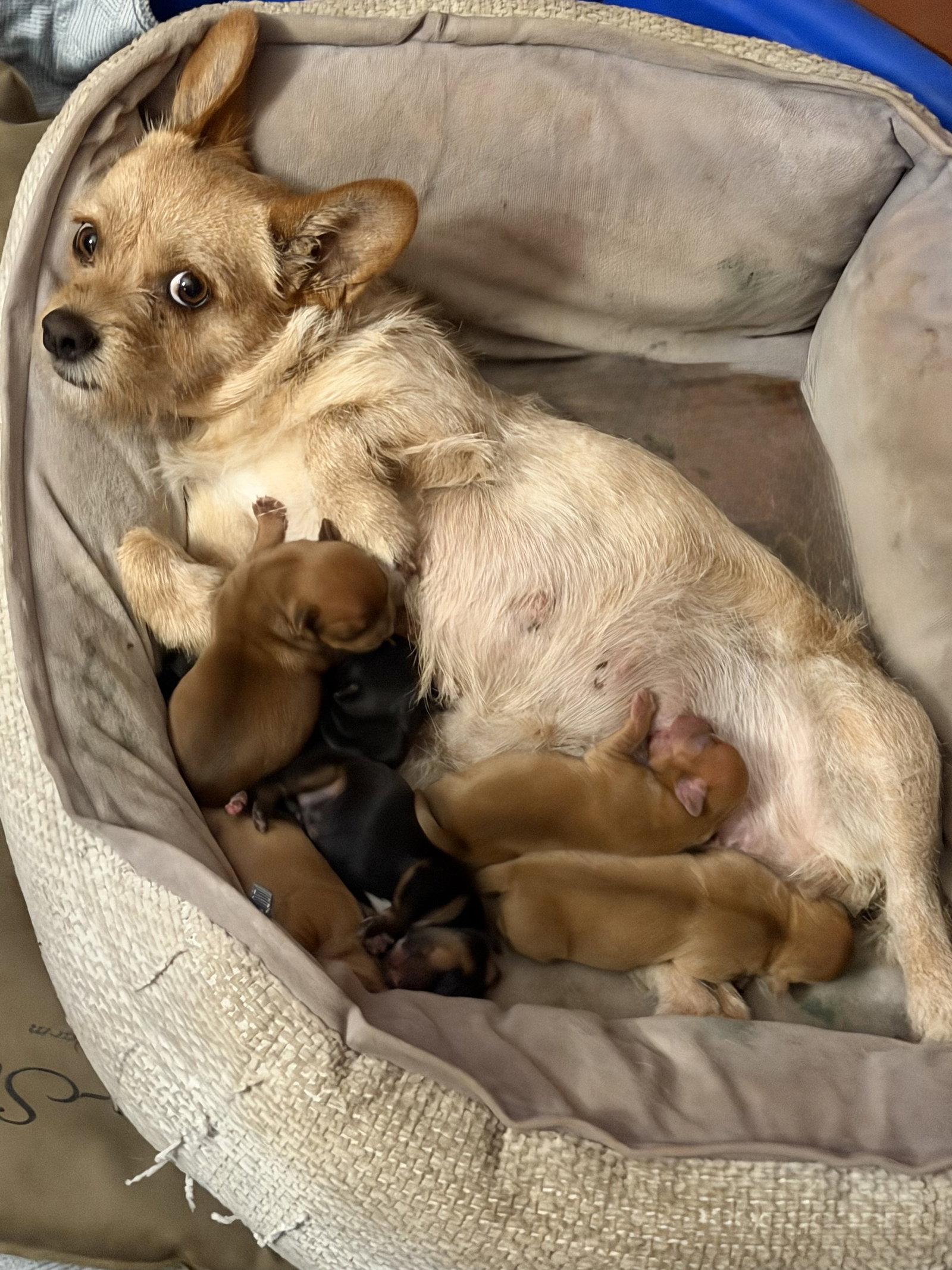 Oakley, Adoptable, Puppy Male Terrier.