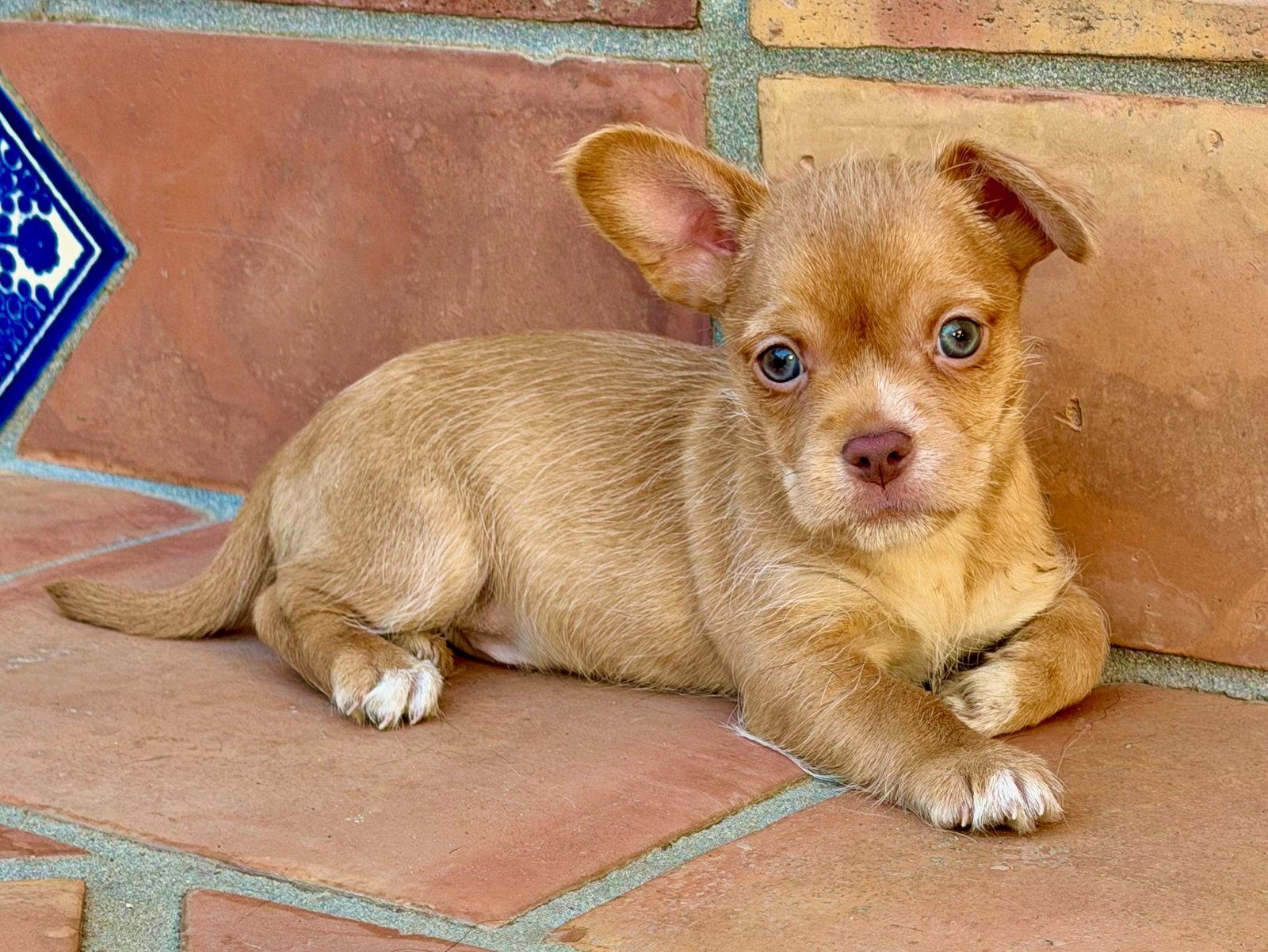 Oakley, a Adoptable Terrier in Capistrano Beach, CA image 2/3