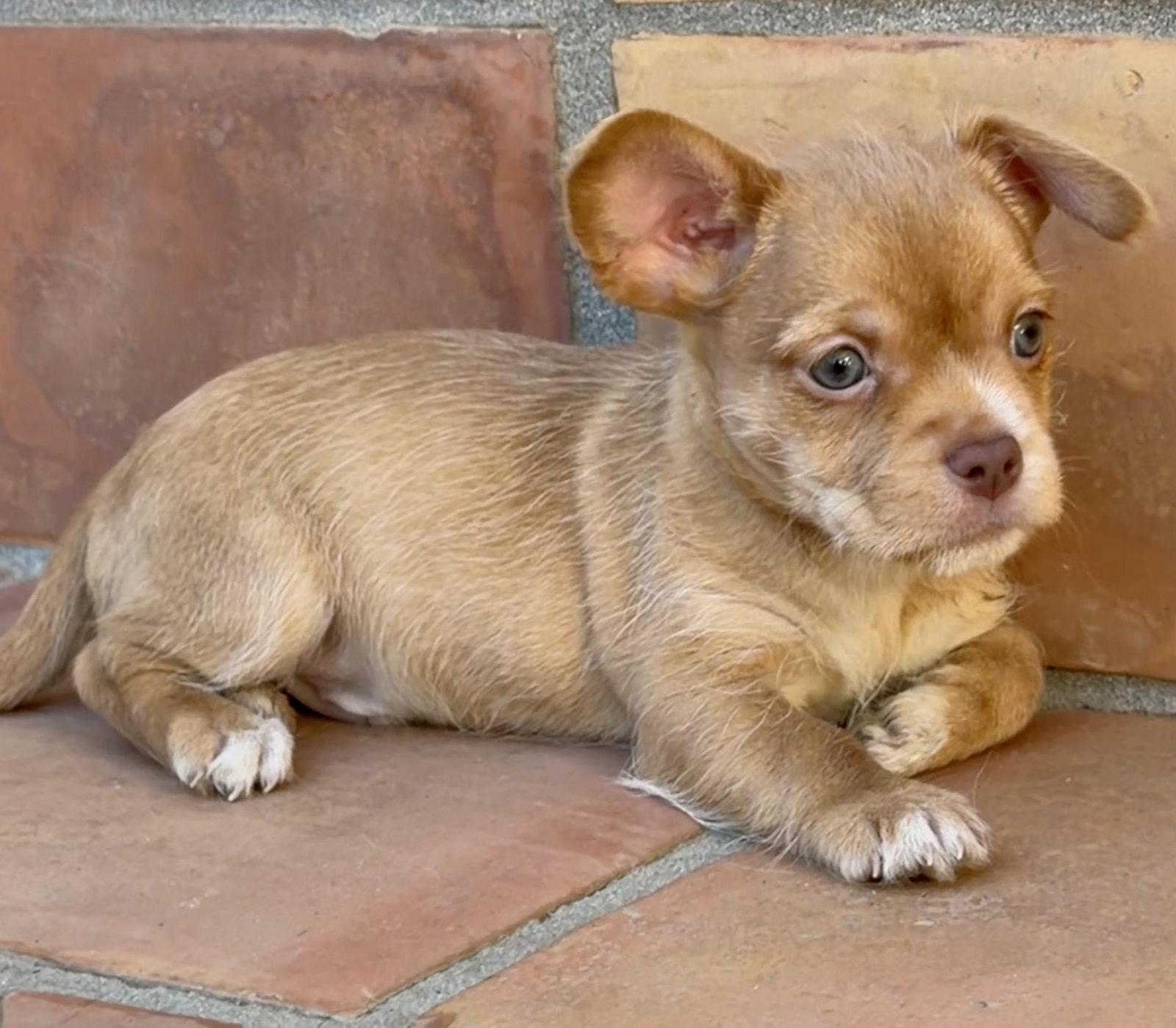 Oakley, a Adoptable Terrier in Capistrano Beach, CA image 3/3