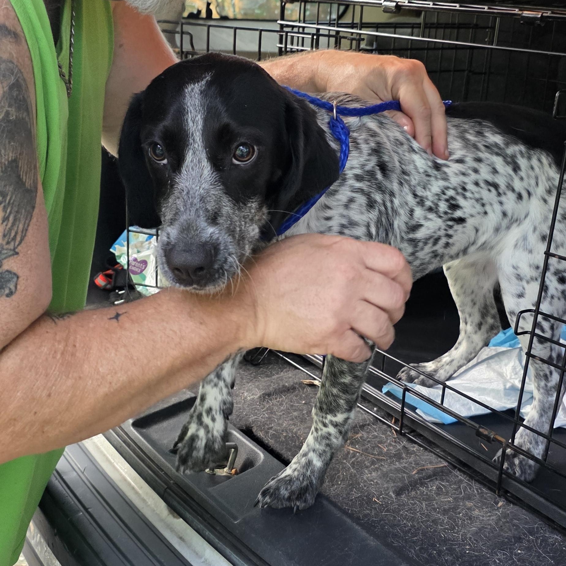 Enlarge Billie, an adoptable mixed breed in Baker, LA image 2/4