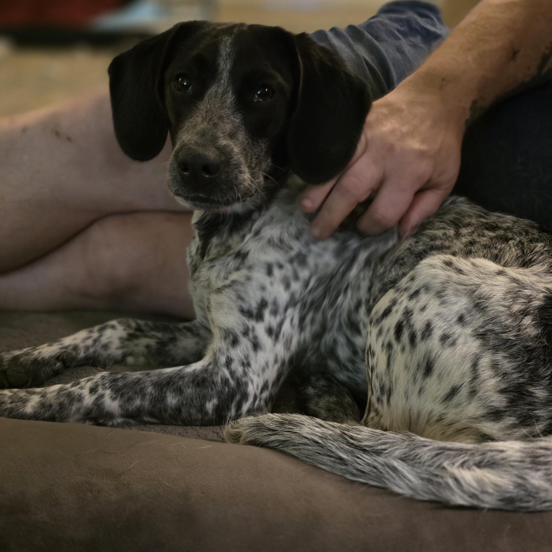 Billie, adoptable, Young Female Beagle & Australian Cattle Dog / Blue Heeler.