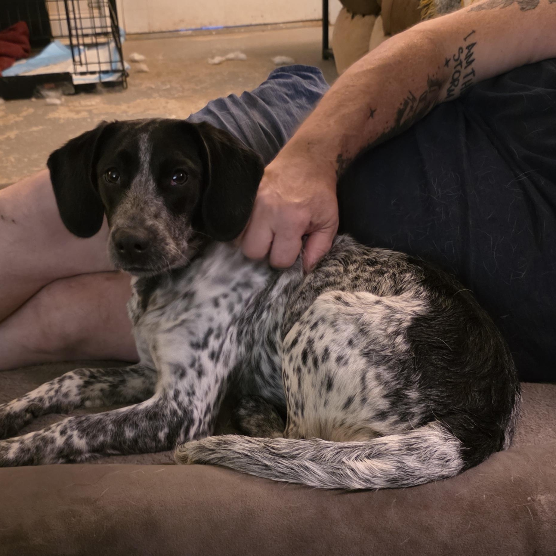 Enlarge Billie, an adoptable mixed breed in Baker, LA image 3/4