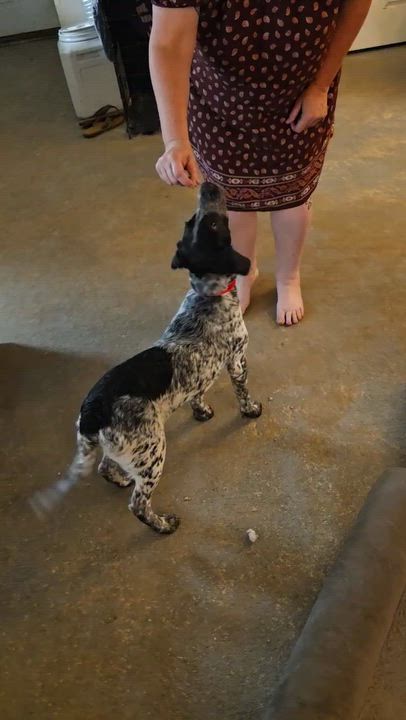 Enlarge Billie, an adoptable mixed breed in Baker, LA video 4/4